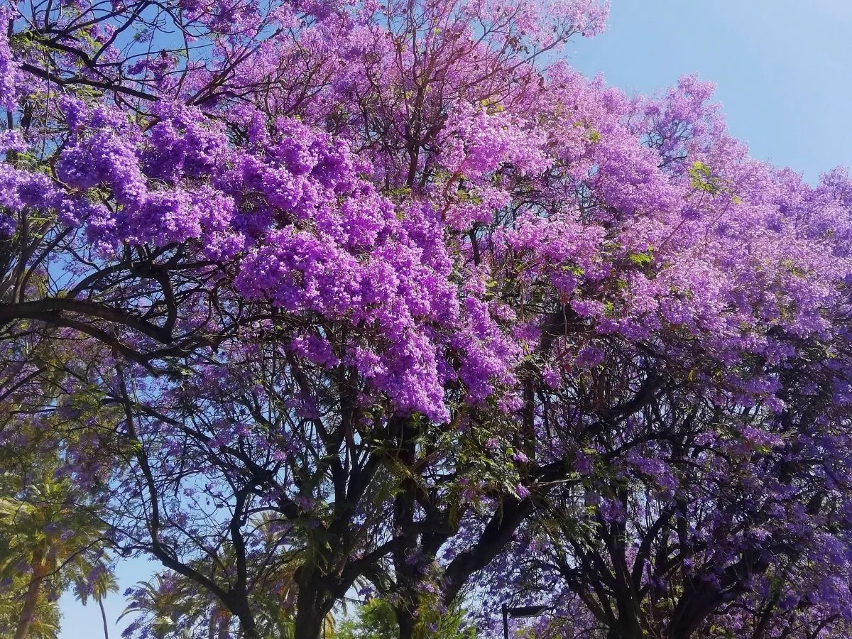 Purple jacaranda trees in full bloom under a blue sky in Málaga best time to visit malaga